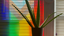 Houseplants! Discord Server Banner