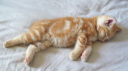 cats Discord Server Banner