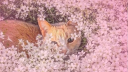 Cat Hut 🌷 Discord Server Banner