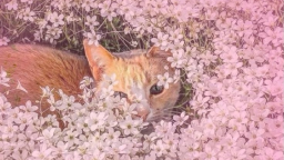 Cat Hut 🌷 Discord Server Banner