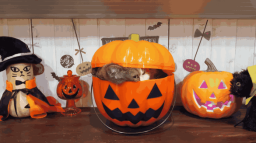 Cat Hut ๐ป Discord Server Banner