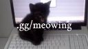 meow  ≽^- ˕ -^≼ Discord Server Banner