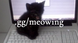 meow ≽^- ˕ -^≼ Discord Server Banner