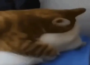 Troll Discord Server Banner