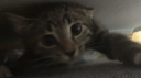 Drowsy Vocals Discord Server Banner