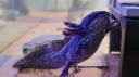 Axolotl Central Discord Server Banner