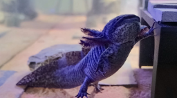 Axolotl Central Discord Server Banner