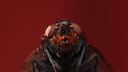 The Bug Bin Discord Server Banner