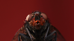 The Bug Bin Discord Server Banner