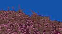 𝐅𝐂 𝐋𝐮𝐭𝐡𝐞𝐫' Discord Server Banner