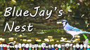 BlueJay's Nest Discord Server Banner
