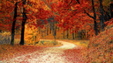Vegan Dreamland Discord Server Banner