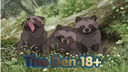 🐾The Den ()  🐾 Discord Server Banner