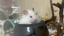 Hamster Care Central Discord Server Banner