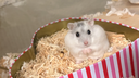Hamster Care Central Discord Server Banner
