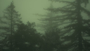Silly plantation Discord Server Banner