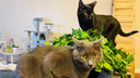 Tina's friends Discord Server Banner
