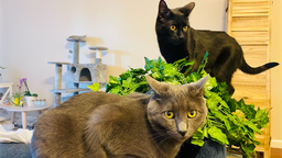 Tina's friends Discord Server Banner