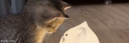 Cattoccino Discord Server Banner