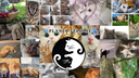 🌐Planet Felidae🌐 Discord Server Banner