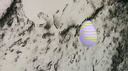 Shipwrecked Dragon Discord Server Banner