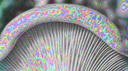 Mush Force Discord Server Banner