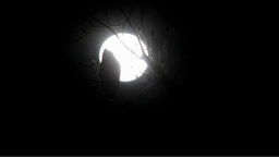 Nocturnal Discord Server Banner