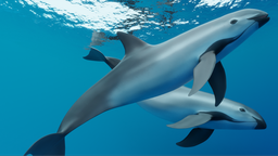 🐬Sea parrot🐬 Discord Server Banner