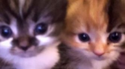 LEE'S CLUB Discord Server Banner