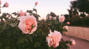 Passion Paradise Hangout Dating Semi Toxic Femboy LGBTQ+ Friendly Gay Date Edating Edate SFW Discord Server Banner
