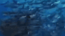 monkey aquarium Discord Server Banner