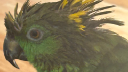 Birb Paradise Discord Server Banner