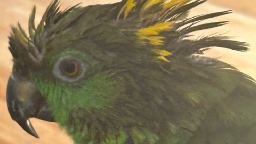 Birb Paradise Discord Server Banner
