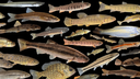 Aquatica Discord Server Banner