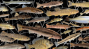 Aquatica Discord Server Banner