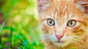 Cat Community Official Discord Server Banner
