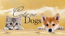 𝘊𝘢𝘵𝘴 𝘷𝘴. 𝘋𝘰𝘨𝘴 Discord Server Banner