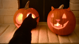 rose o ween 🎃 giveaways & social Discord Server Banner