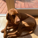 Borre’s doggo server Discord Server Banner