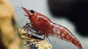 FishWiki 🍂 Discord Server Banner