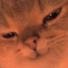 cat_hehe emoji