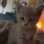 cat_kisses emoji