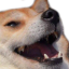 doge_kek emoji