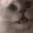 AnimatedCatTriggered emoji