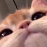 a_cat_cute_hello_kitty_stare emoji