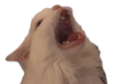 cat_scream emoji