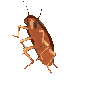 dancing_cockroach emoji