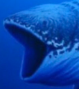 pog_fish emoji