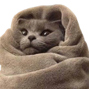 comfy_cat emoji