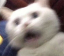 catscared emoji